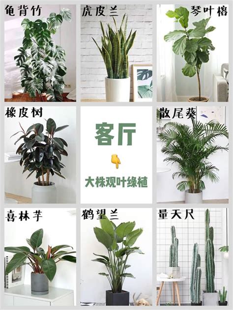 室內風水植物|招財室內植物指南：輕鬆種植，旺家旺財的8種好運植物